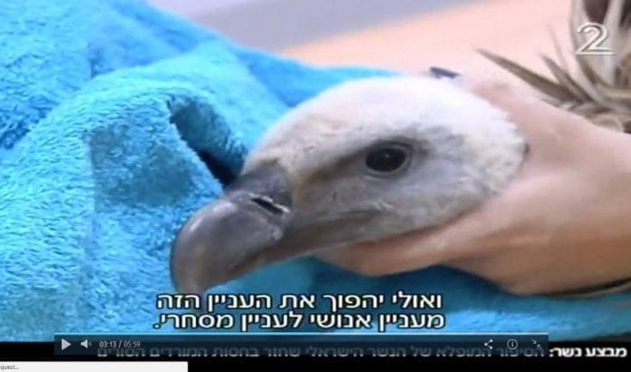 Dette er gribben S-98 som ble returnert fra Syria denne uken (Skjermbilde fra Channel 2/ToI) Dette er gribben S-98 som ble returnert fra Syria denne uken (Skjermbilde fra Channel 2/ToI)