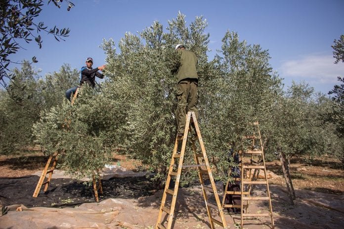 1080px-Palestinian_farmers_harvesting_olives,_November_2015
